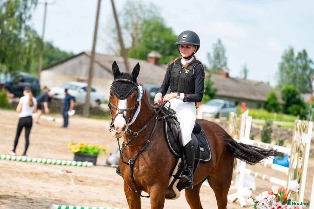 Hoppning hästar till salu: Försiktig valack 162 cm, 1,20 m – Estland i Stockholm - Annons 2