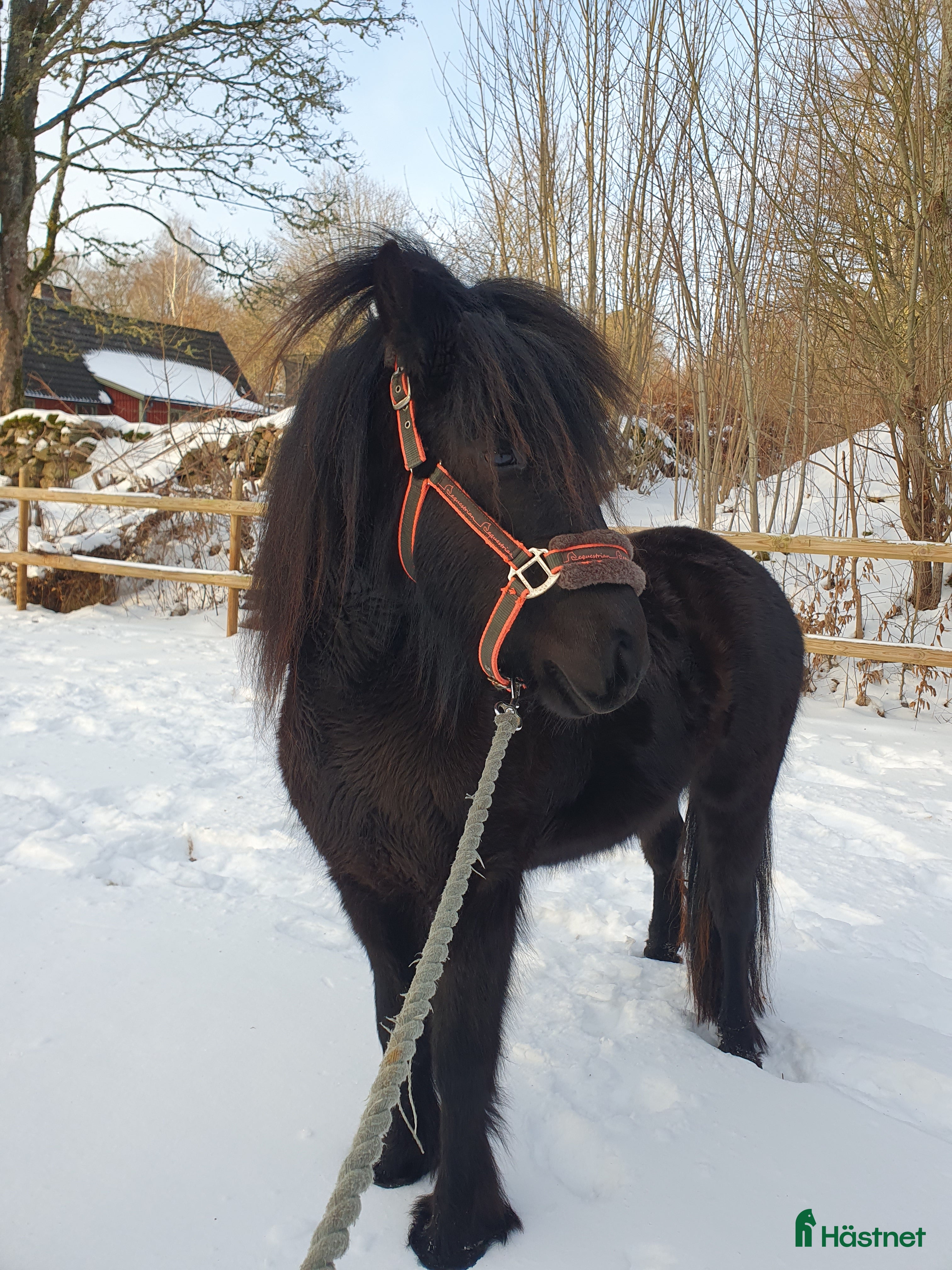  hästar Fellponnykorsning sto 2år i Klippan - Annons 2