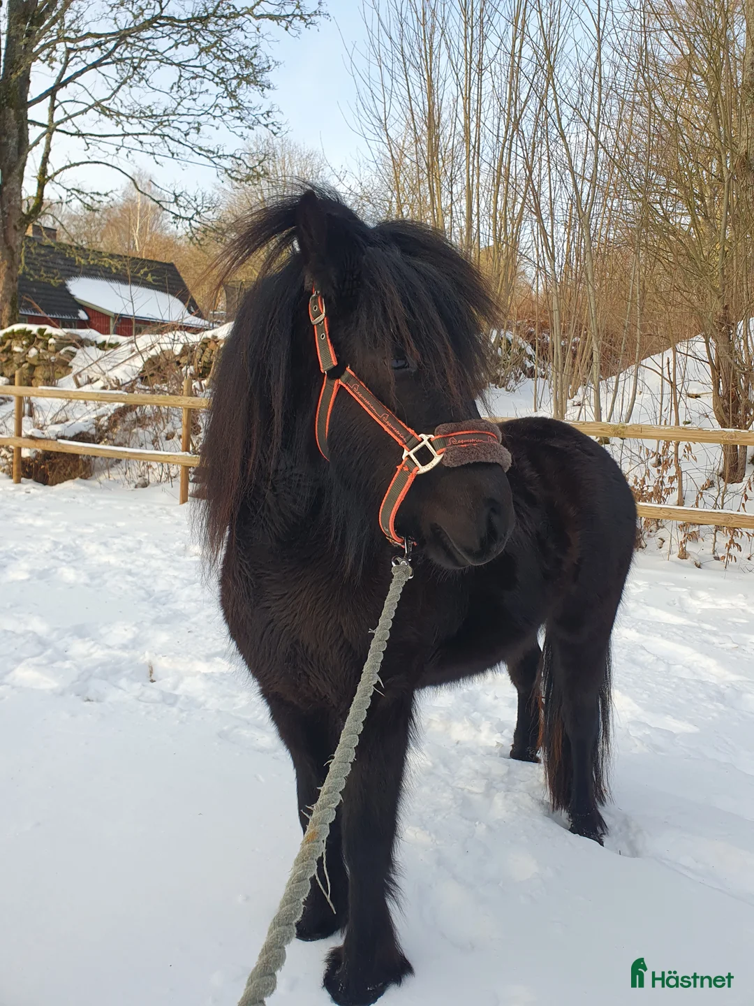 Allround hästar till salu: Fellponnykorsning sto 2år i Klippan - Annons 1