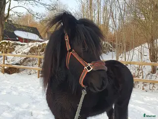 hästar Fellponnykorsning sto 2år i Klippan - Annons 2