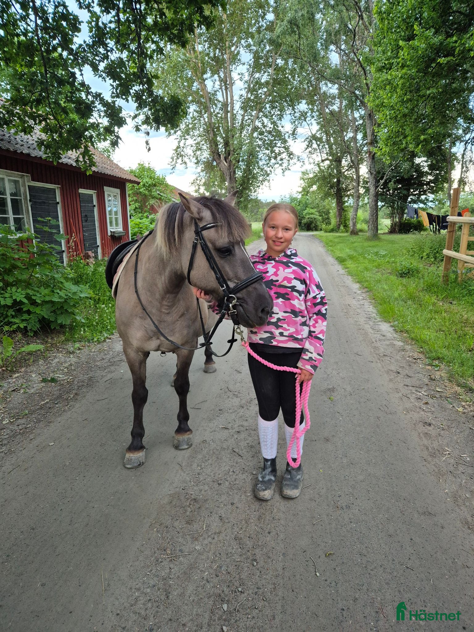 Allround hästar till salu: Trygg islänning/fjording  - Annons 2