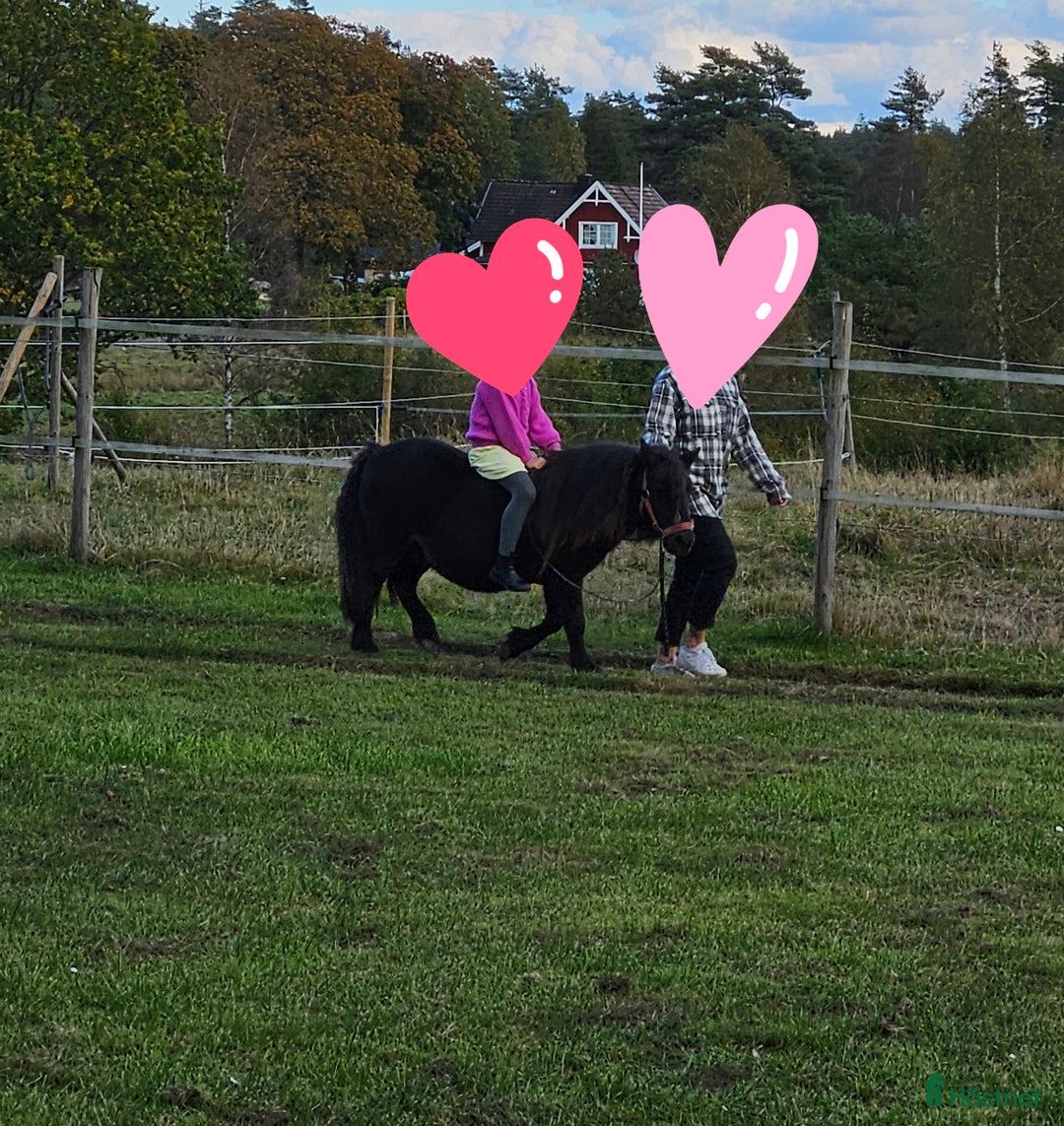 Övrigt hästar till salu: Shetland  i Kulltorp - Annons 2