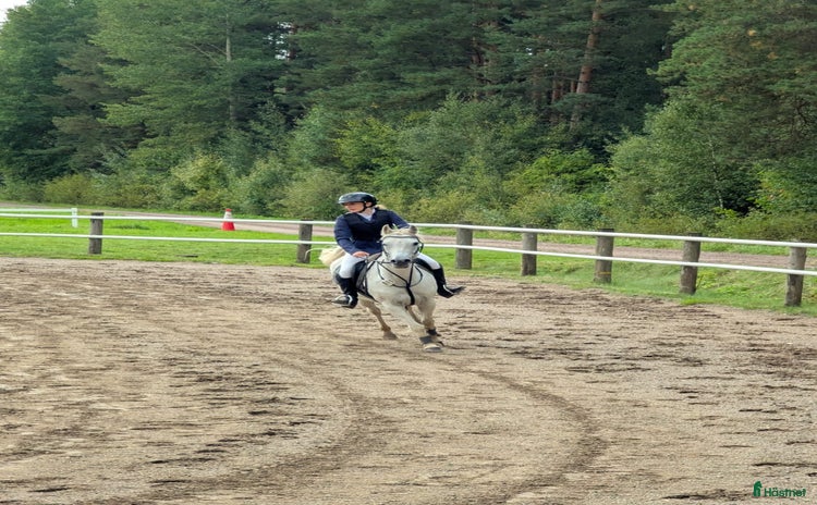  hästar i Motala - Annons 4