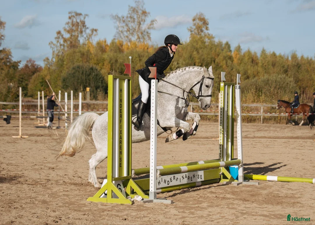 Hoppning hästar till salu: Hoppglad tjej med egen motor i Hova - Annons 4