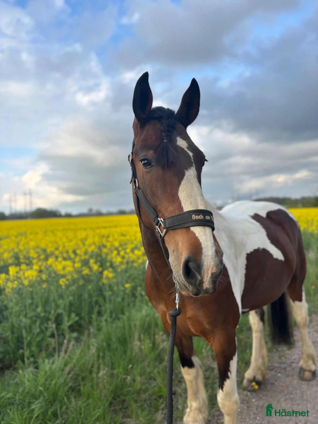  stallplats finnes: Stallplats sökes  - Annons 1