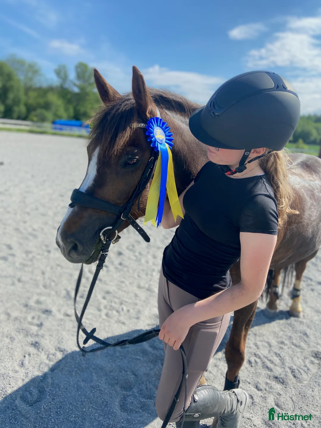 Allround hästar till salu: Stackarps Delphi i Vagnhärad - Annons 3