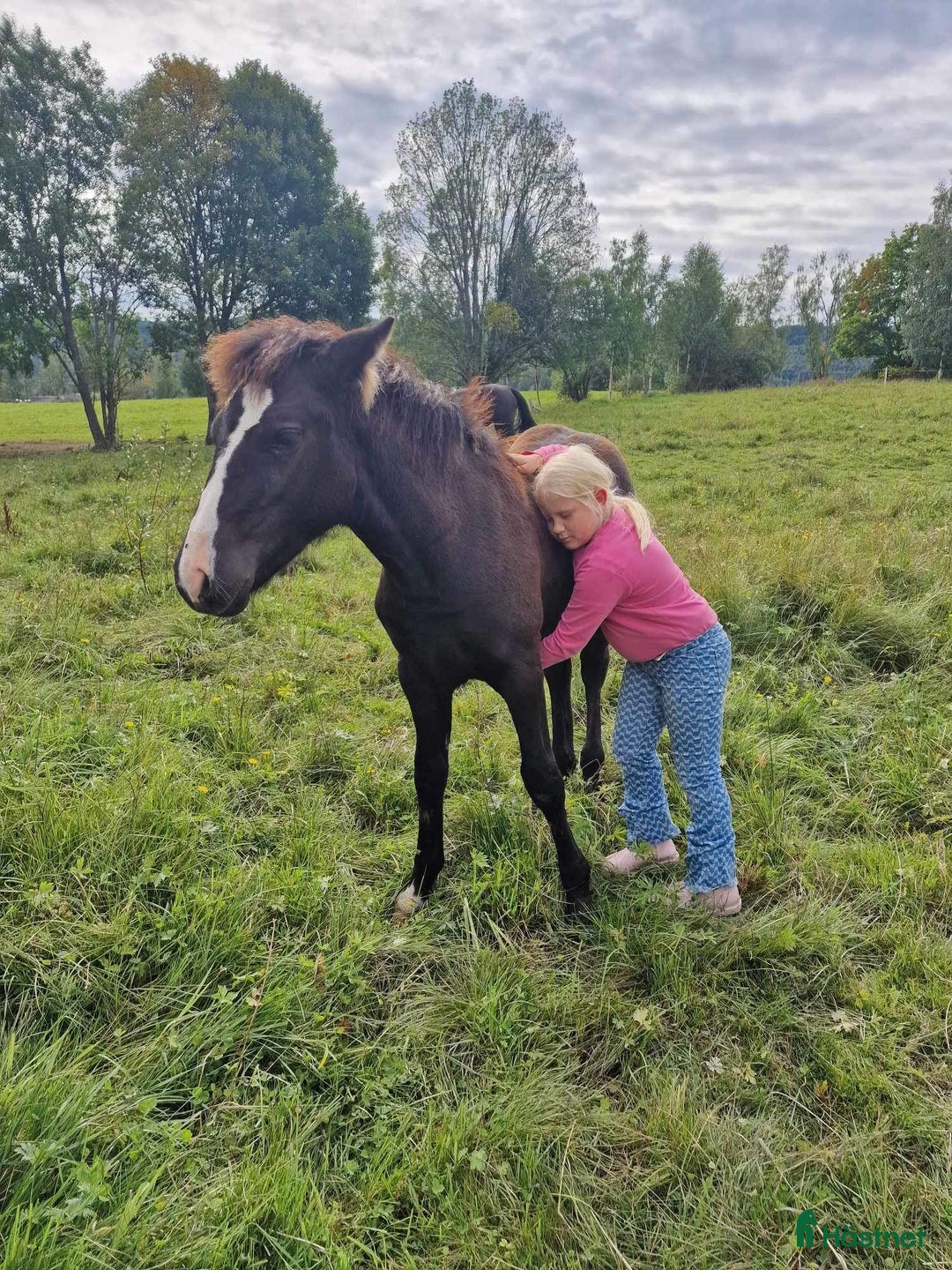 Trav hästar till salu: Snällt kallblodsto i Västra Ämtervik - Annons 2