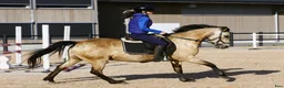 Allround hästar till salu: Ponny för hobby eller som projekt - Annons 6