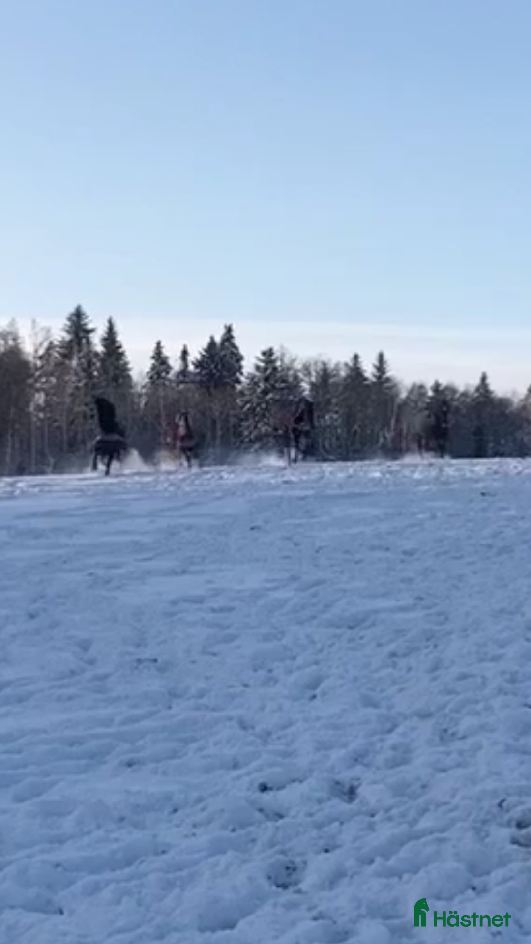  stallplats finnes: Lösdrift för sto i södra Stockholm  i Grödinge - Annons 2