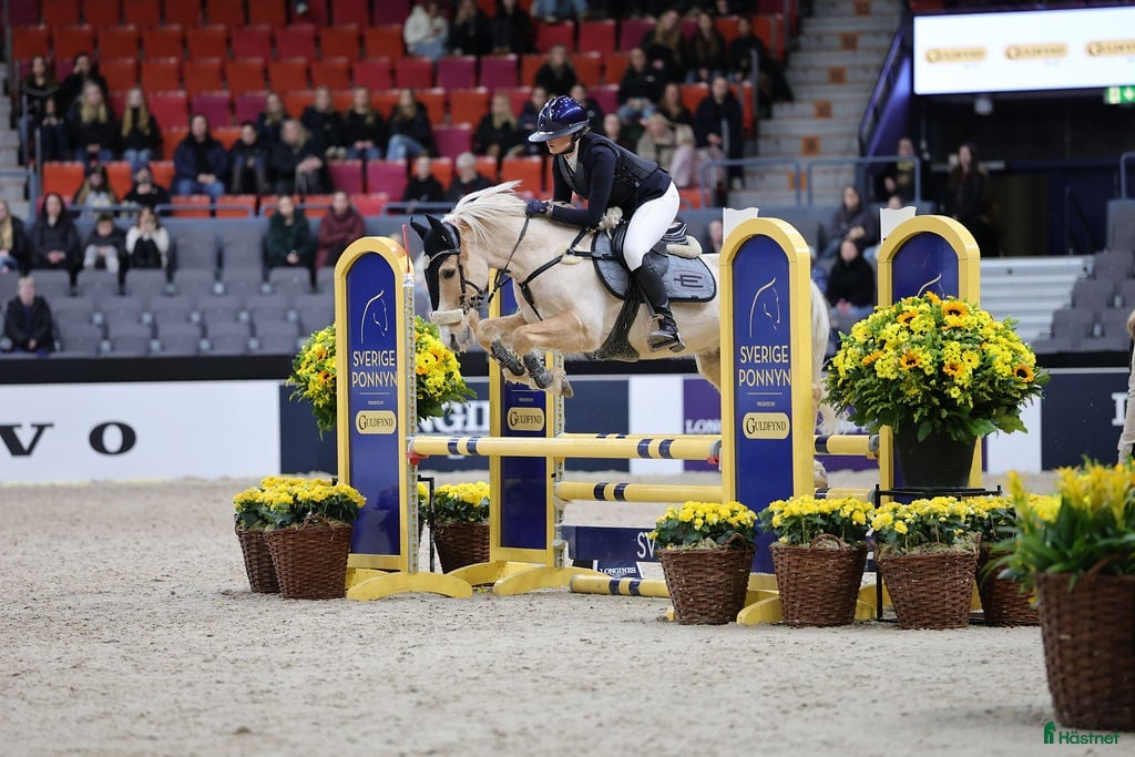 Hoppning hästar till salu: Rosettplockare till salu - Annons 1