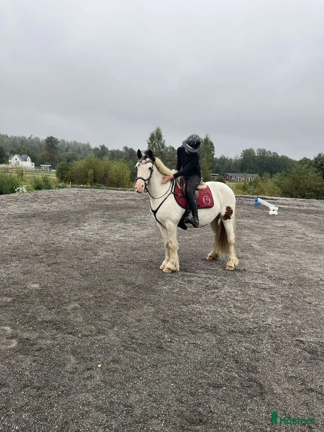 Hoppning hästar till salu: B-ponny med mkt kapacitet  i Sundsvall - Annons 3