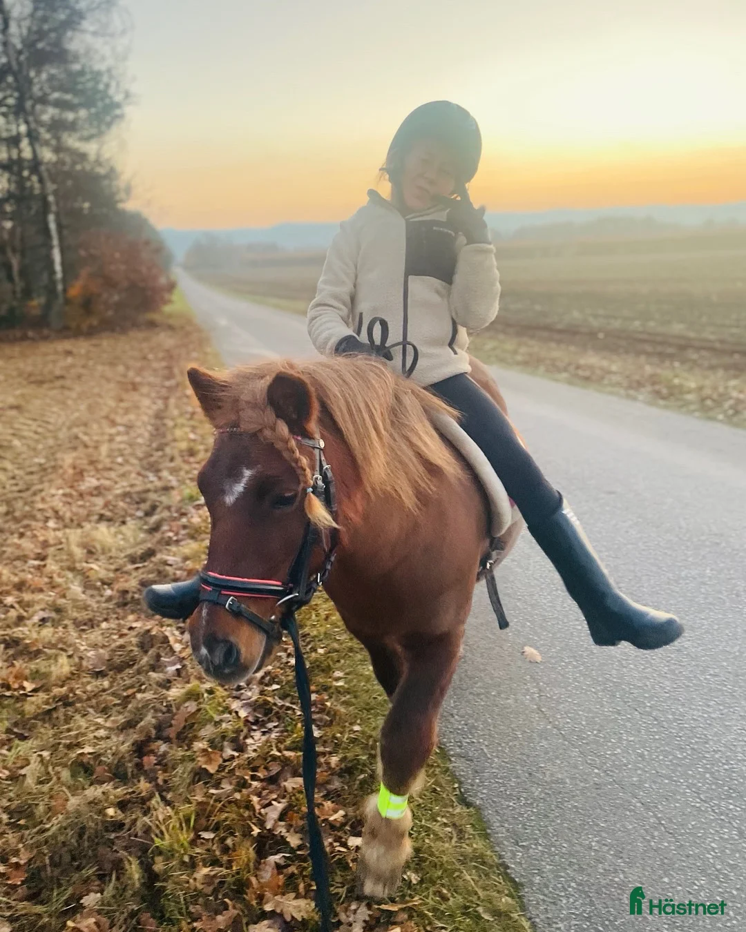 Allround hästar till salu: Bästa läromästaren  - Annons 1