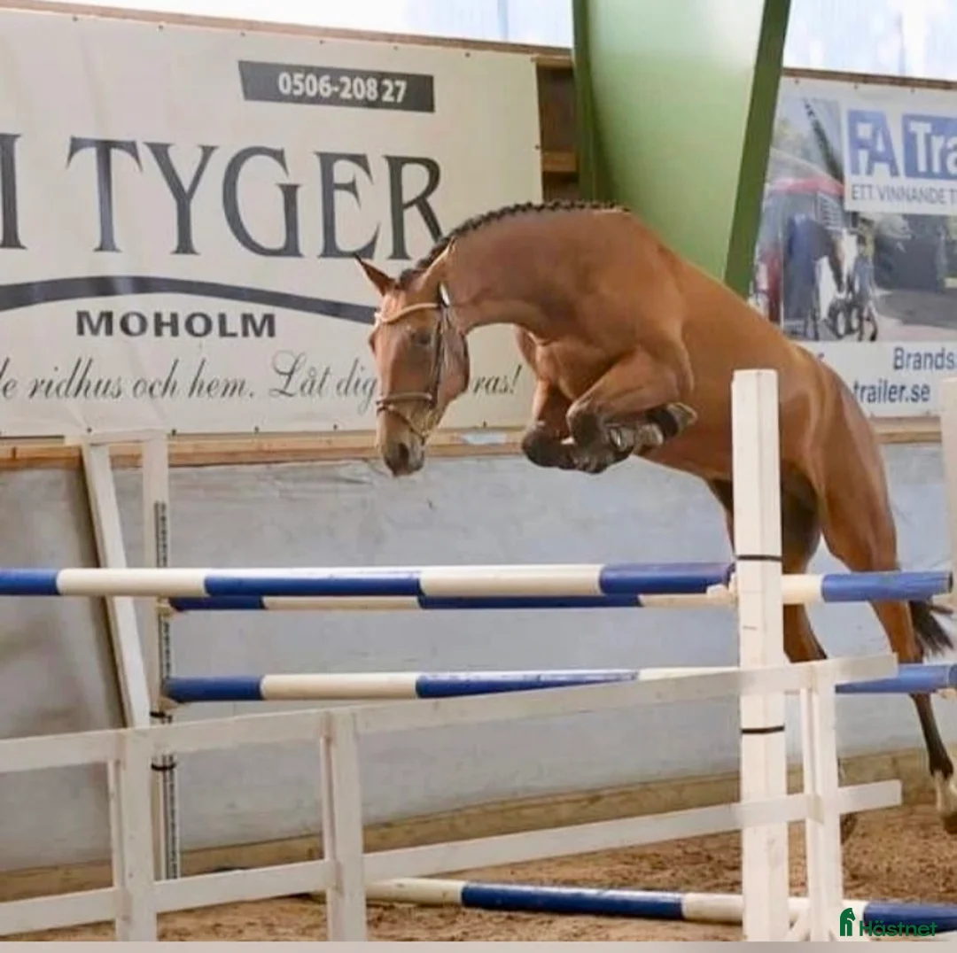 Hoppning hästar till salu: Välstammad hopptalang Swb - Annons 2