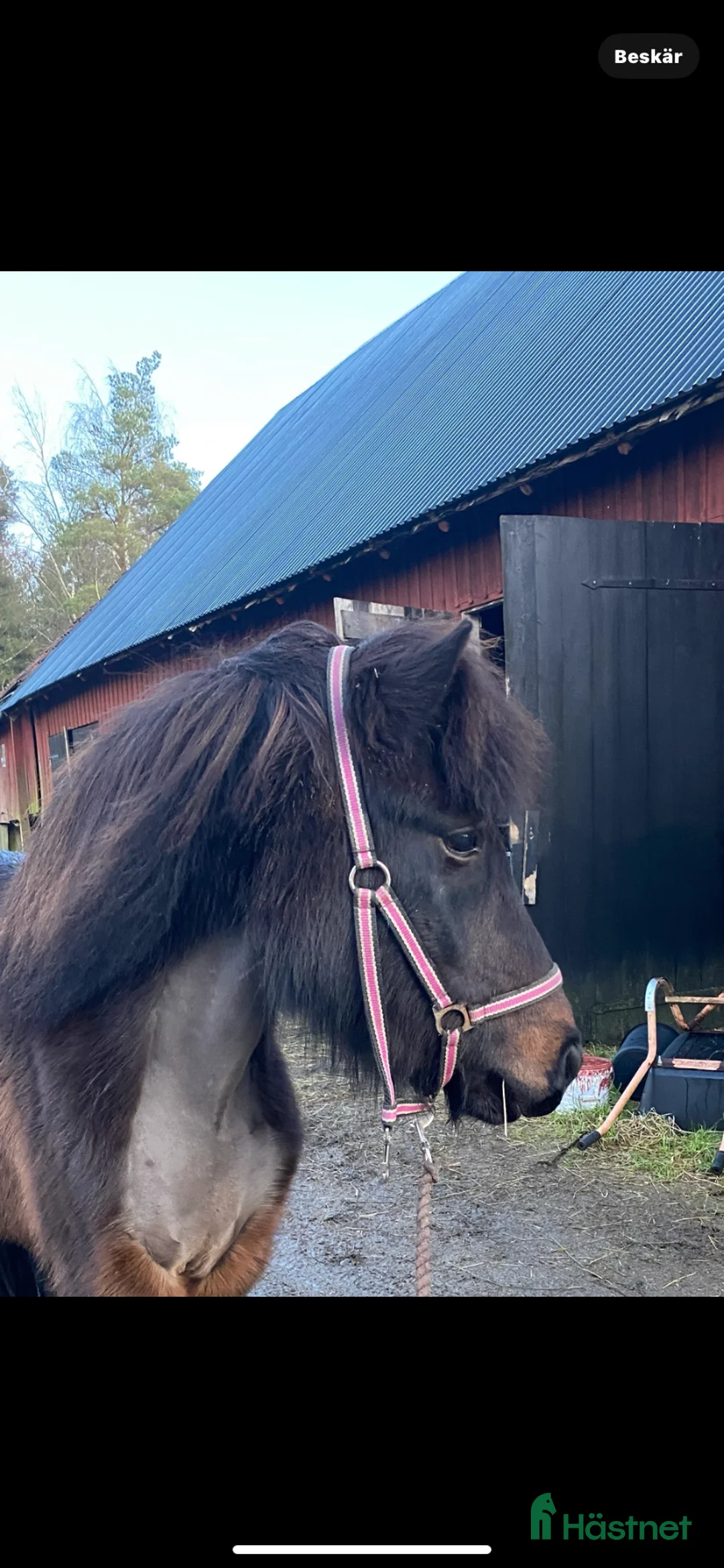 Island hästar till salu: Trevlig töltsäker valack  i Sollebrunn - Annons 1