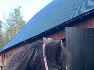 hästar Trevlig töltsäker valack i Sollebrunn - Annons 10