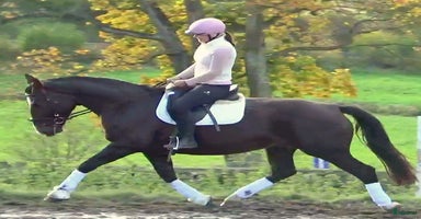  hästar i Örsundsbro - Annons 2