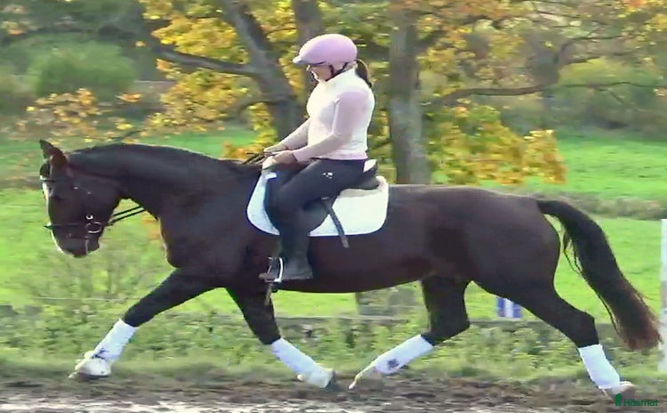  hästar i Örsundsbro - Annons 12