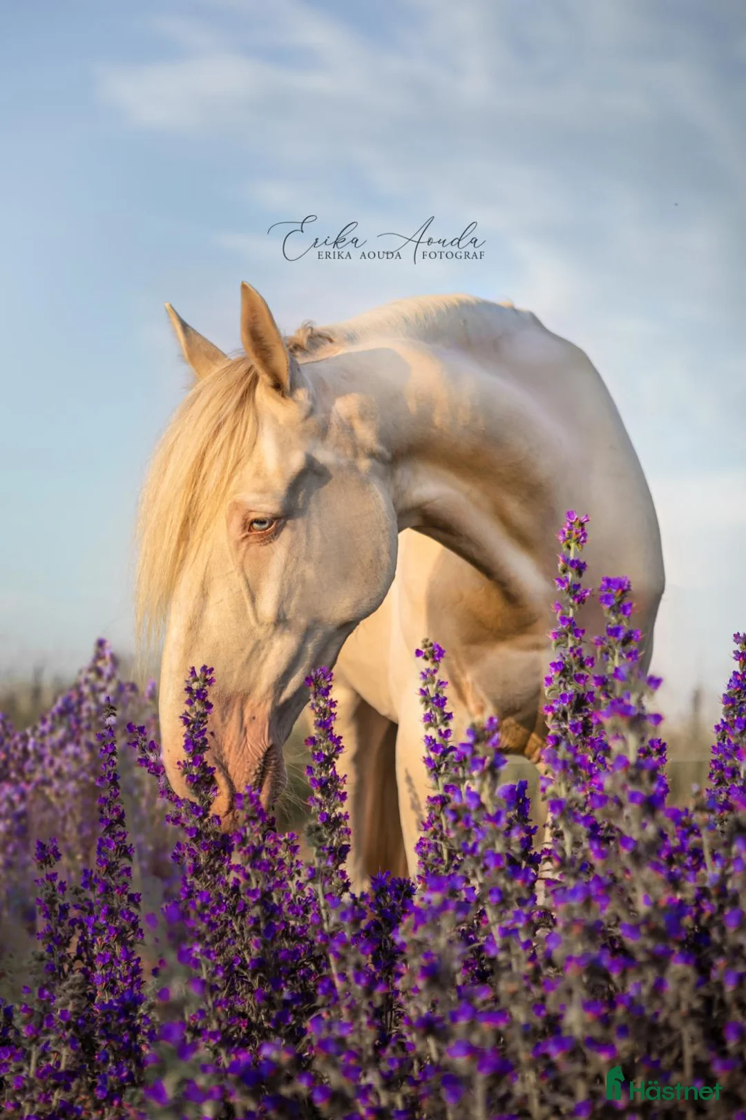 Allround hästar till salu: Iögonfallande bästa vän - Annons 1