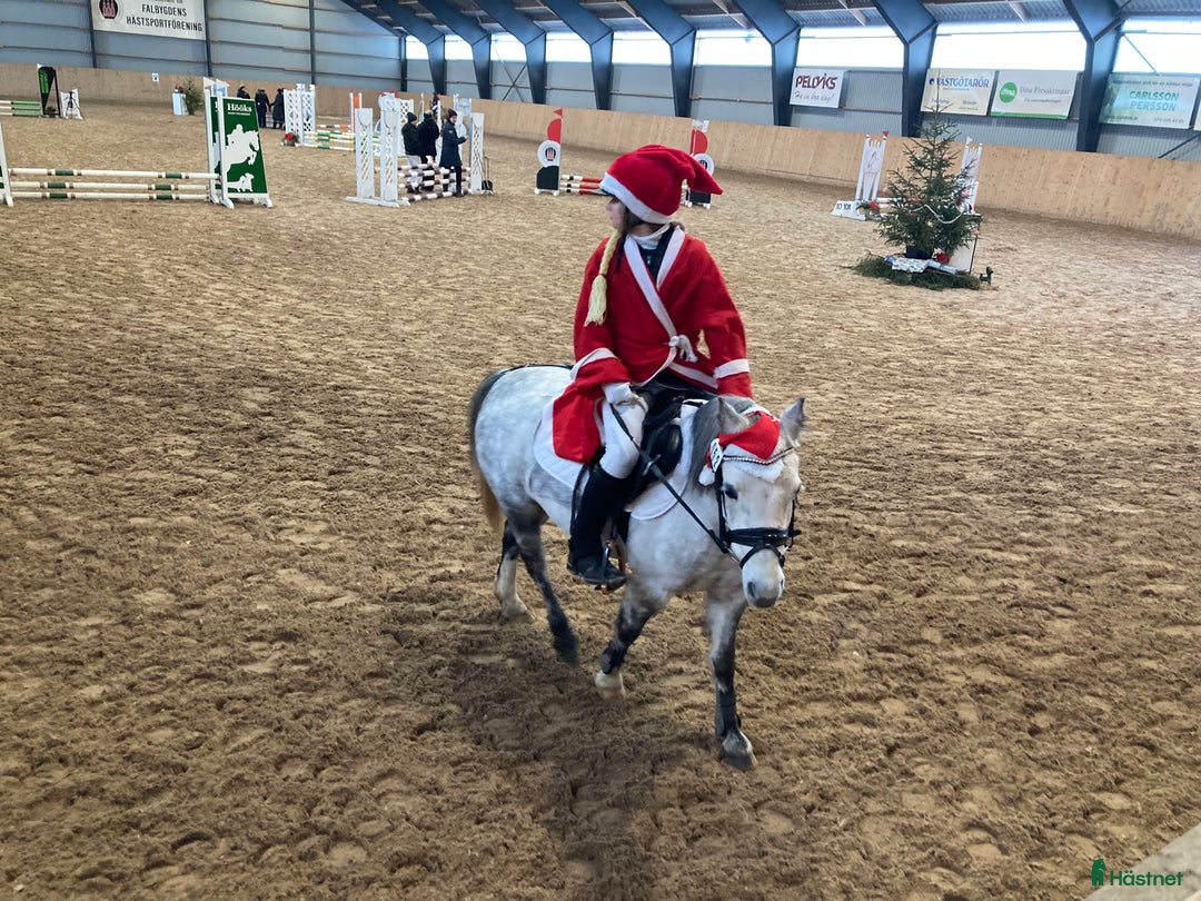 Allround hästar till salu: B- ponny säljes!  i Falköping - Annons 5