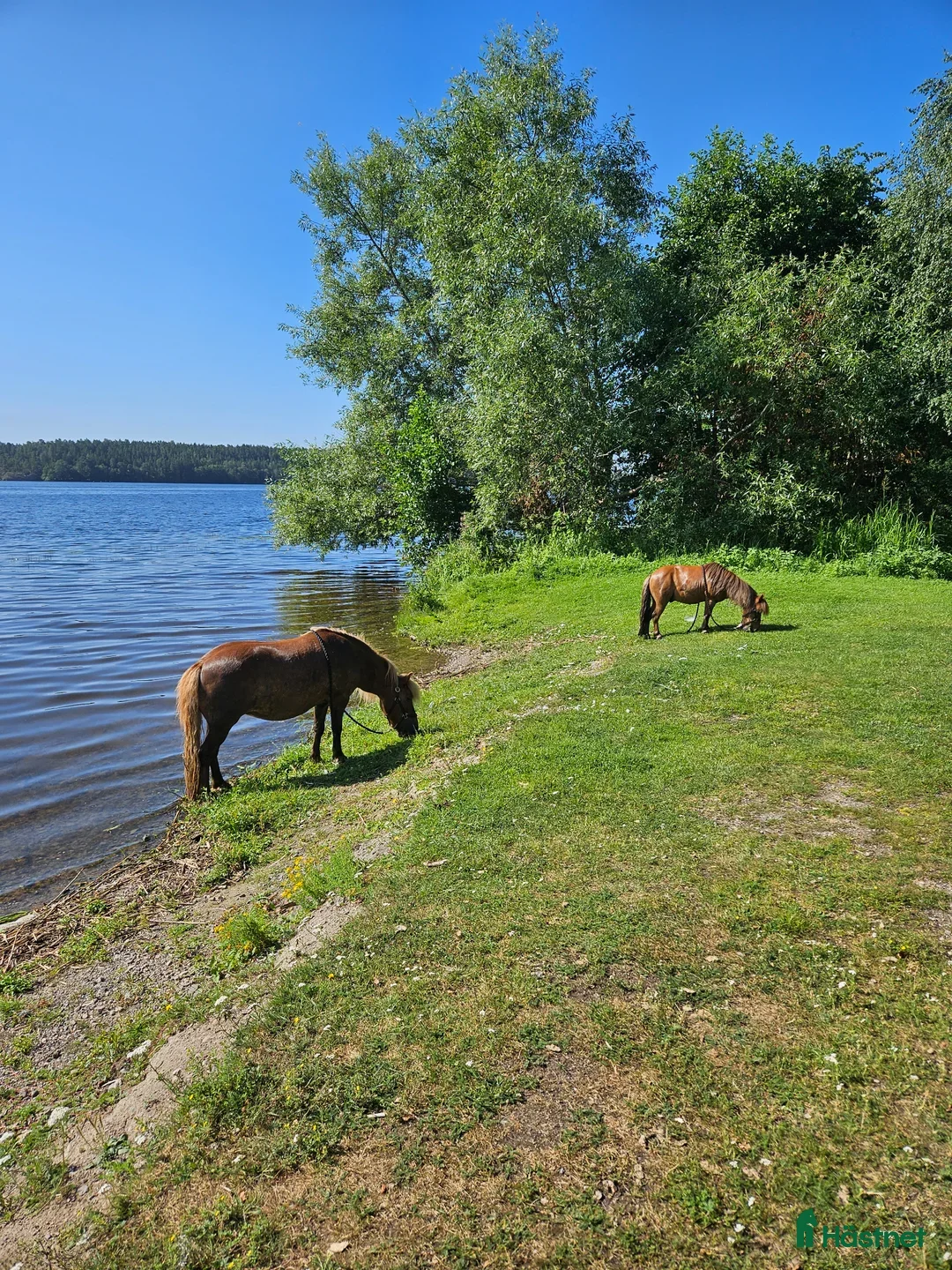  stallplats finnes: Sommarbete - Annons 1