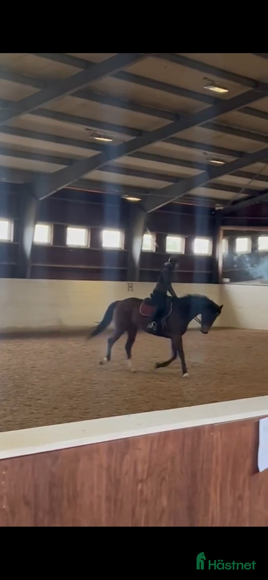 Allround hästar till salu: Vackert Fullblodssto i Vendelsö - Annons 4