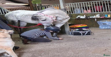  hästar i Hölö - Annons 11