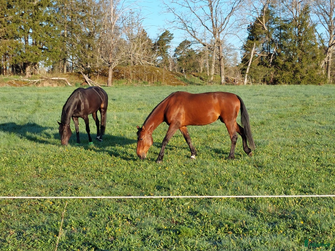  stallplats finnes: Boxplats Vid Häringe Slott 4900:- i Tungelsta - Annons 1