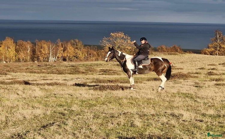  hästar i Ystad - Annons 4