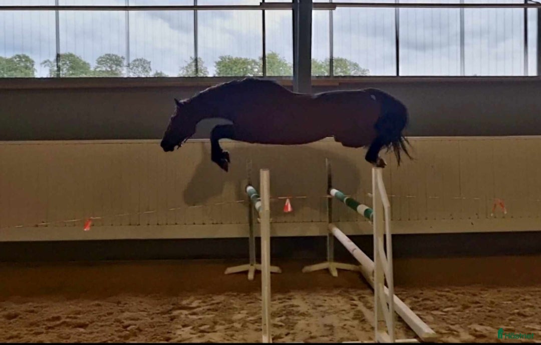 Hoppning hästar till salu: Avelsto med scoop i Vankiva - Annons 2