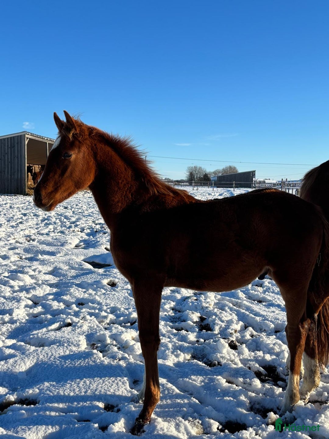 Hoppning hästar till salu: Flera föl och unghästar Tillsalu  i Dösjebro - Annons 2