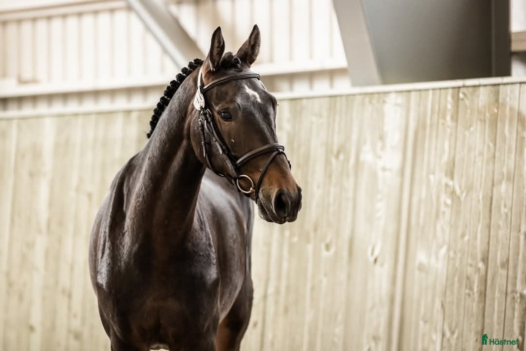  hästar Swb valack 4år - Annons 14