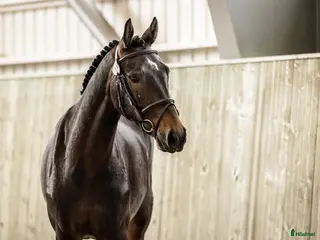 hästar Swb valack 4år - Annons 14