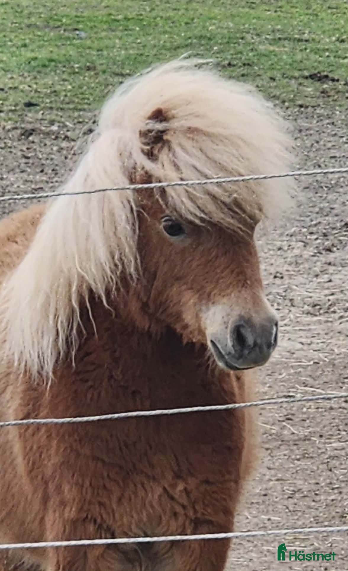  hästar Underbara minishetlandsponnyer! - Annons 1