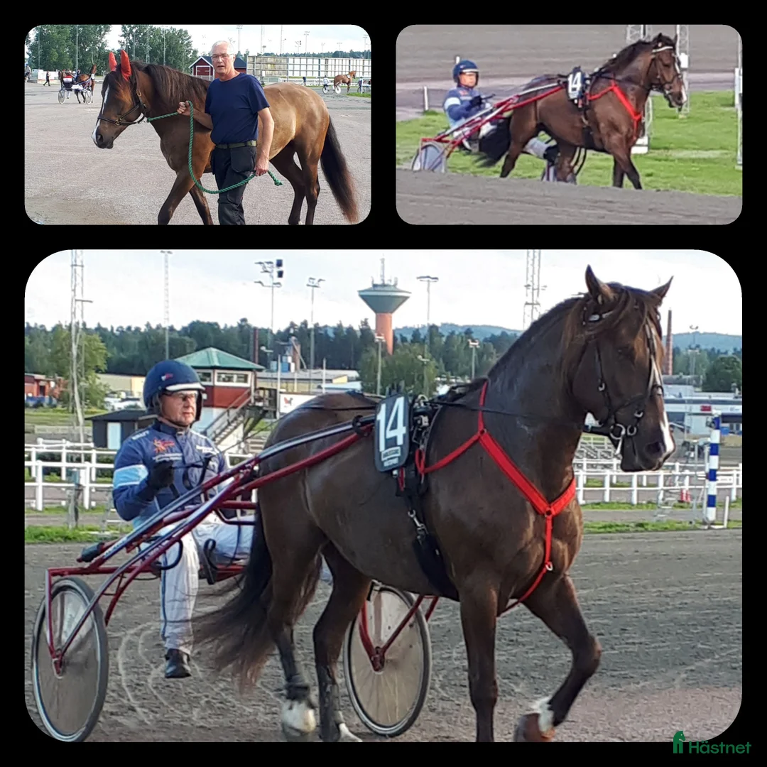 Galopp hästar till salu: Snygg mysig och snäll..skogsmulle//Avel i Säffle - Annons 4