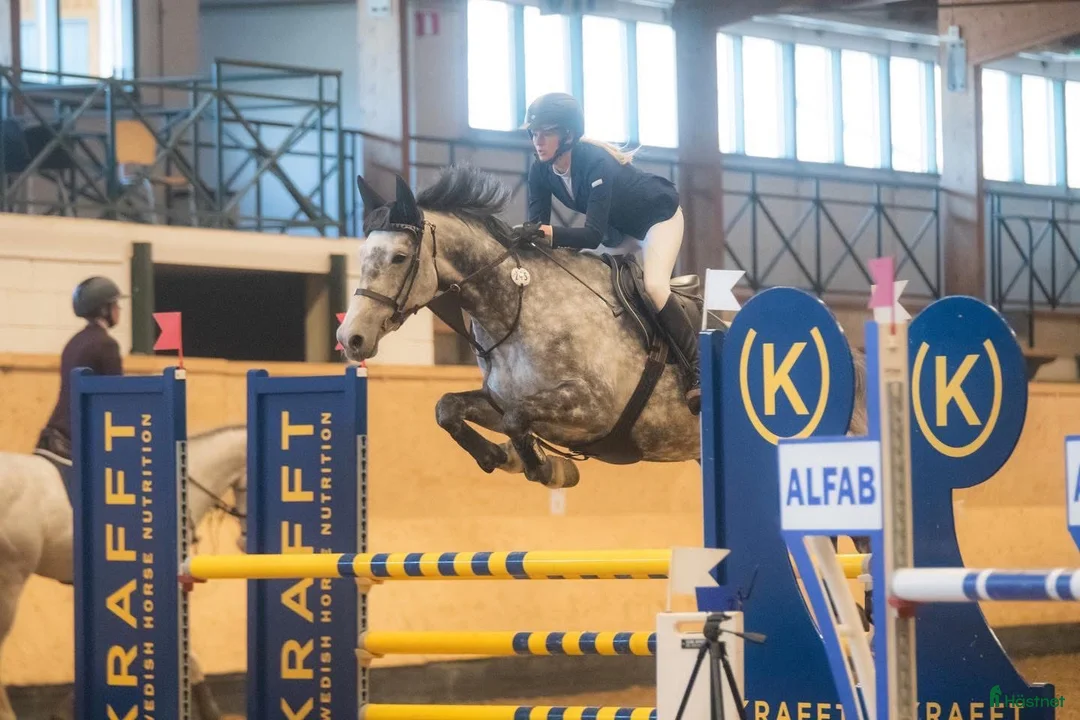 Avelshästar hästar till salu: SWB Selektionssto e. Cartier - Cardento - Annons 1
