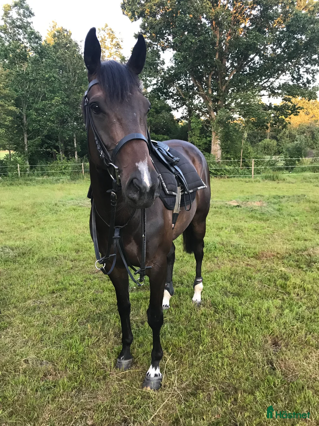 Allround hästar till salu: 9-årigt fullblodssto  i Killeberg - Annons 3