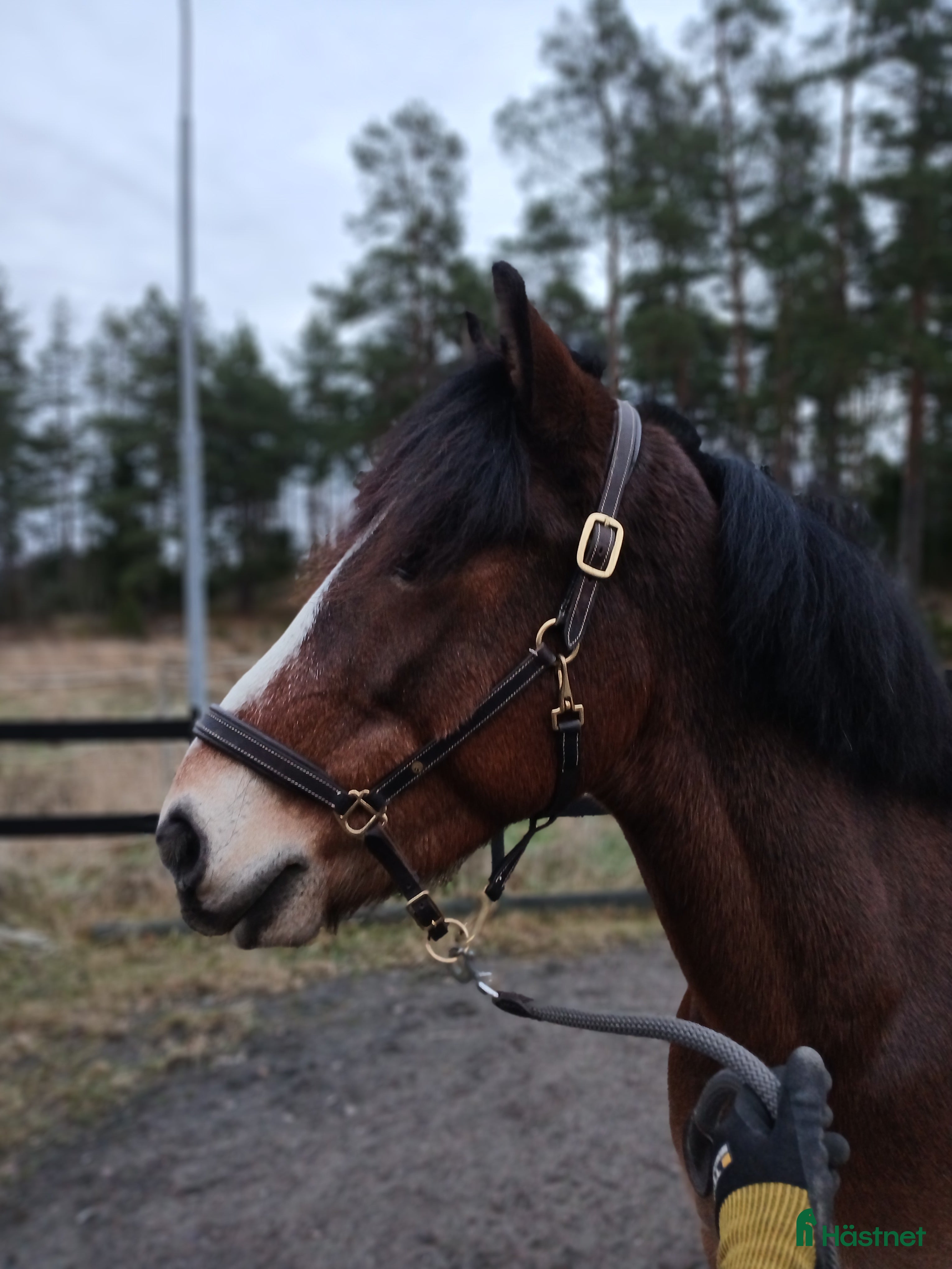  hästar Underbar kallblodskille  i Östhammar - Annons 6