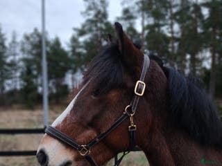 hästar Underbar kallblodskille i Östhammar - Annons 6