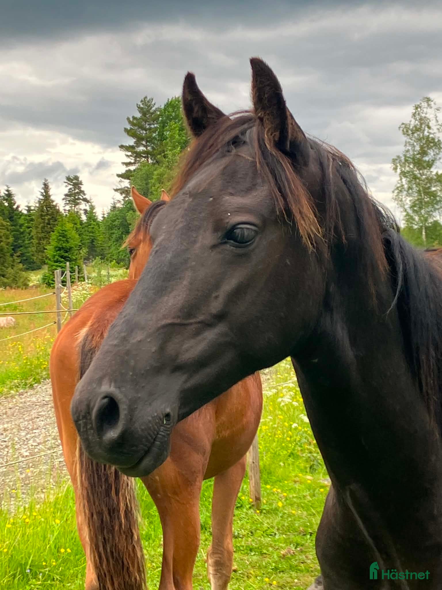  hästar Svarta hingsten söker nytt hem - Annons 9