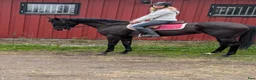 Allround hästar till salu: Snygga Angel söker sitt nya hem - Annons 3