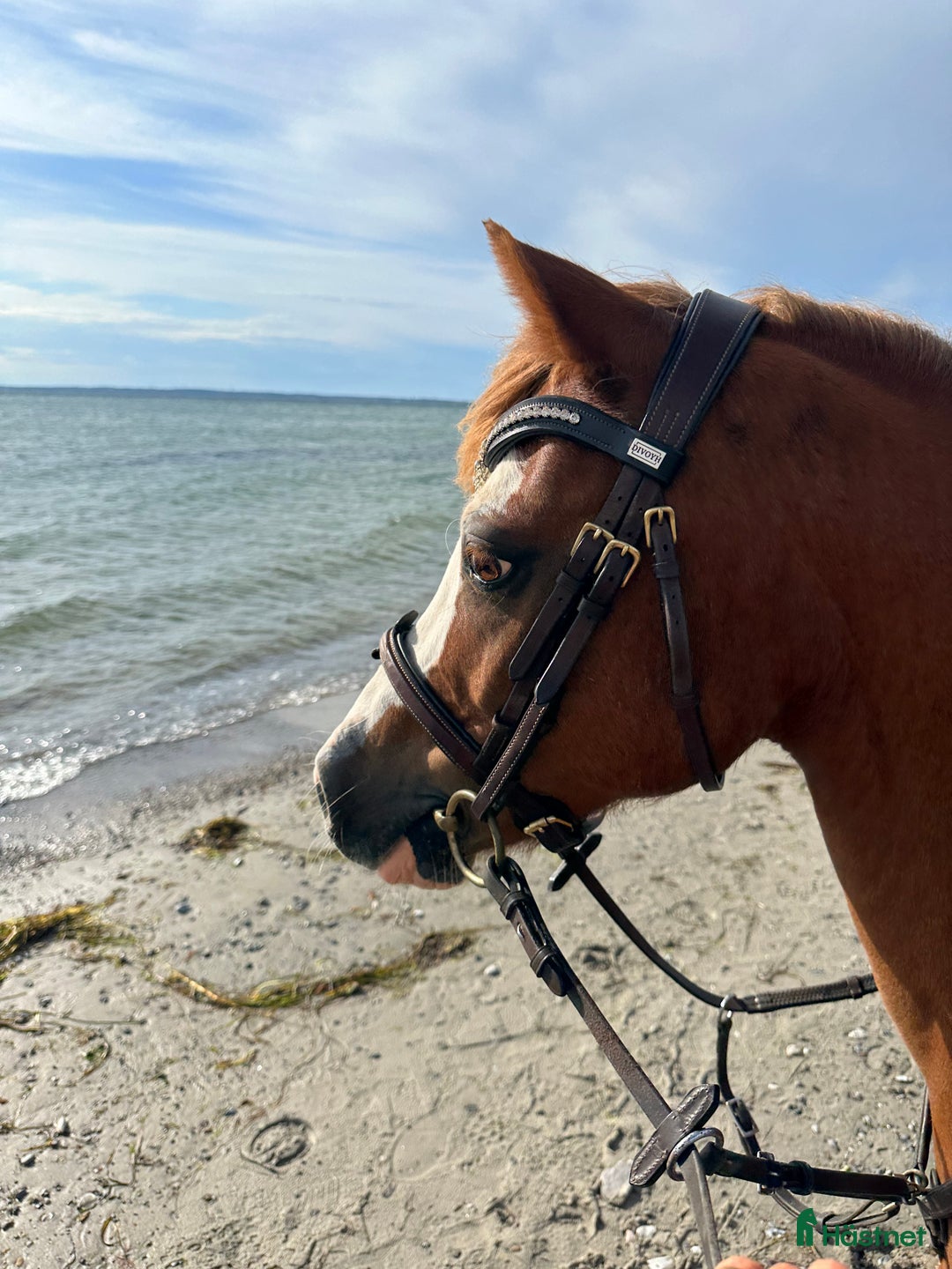 Allround hästar till salu: Sockersöt läromästare  - Annons 5