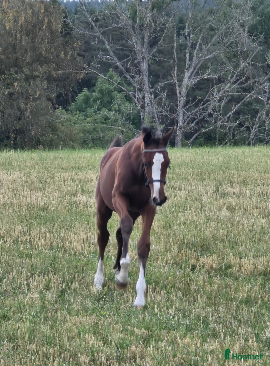 Hoppning hästar till salu: Im Extra EB - Guidam - Magini  f25 i Bottnaryd - Annons 4
