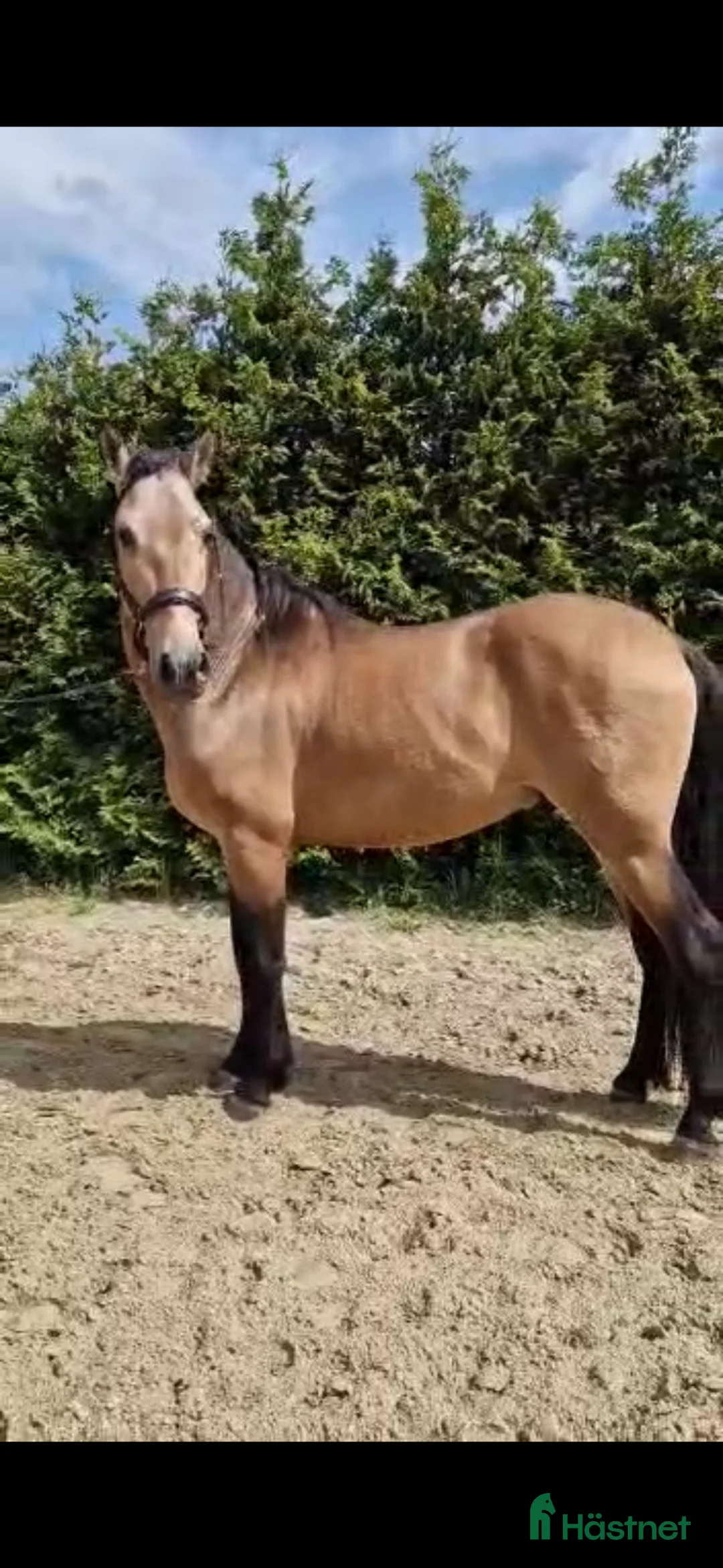Akademiskt hästar till salu: PRE hingst av den gamla stammen - Annons 2