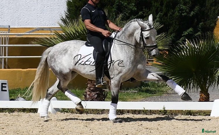  hästar i Guadarrama - Annons 10