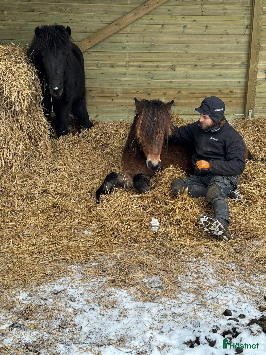 Island hästar till salu: Världens mysigaste 3 åring - en klok herre i Alvesta - Annons 4