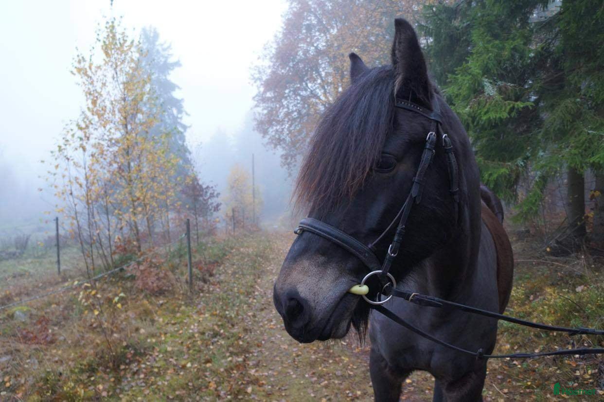  hästar Skog, avelsmärr och Arbetsvillig Kallblodstravare  - Annons 1