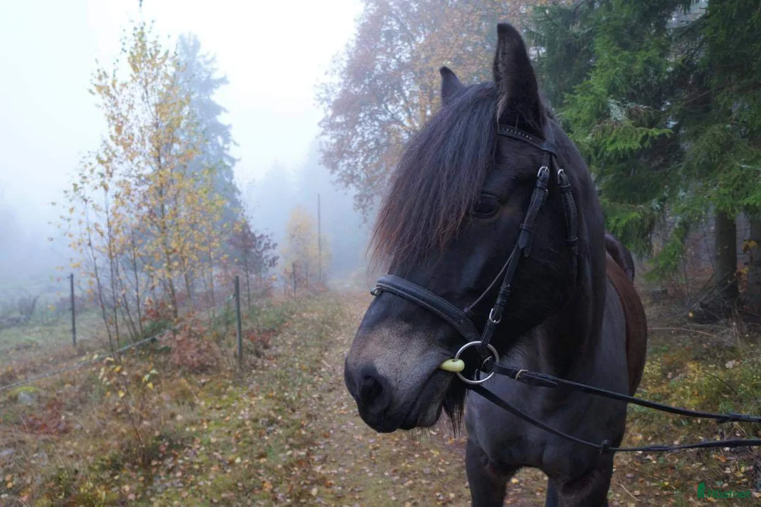 Övrigt hästar till salu: Skog, avelsmärr och Arbetsvillig Kallblodstravare  - Annons 1