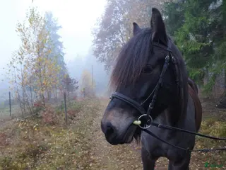 hästar Skog, avelsmärr och Arbetsvillig Kallblodstravare - Annons 15