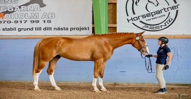  hästar i Alingsås - Annons 5
