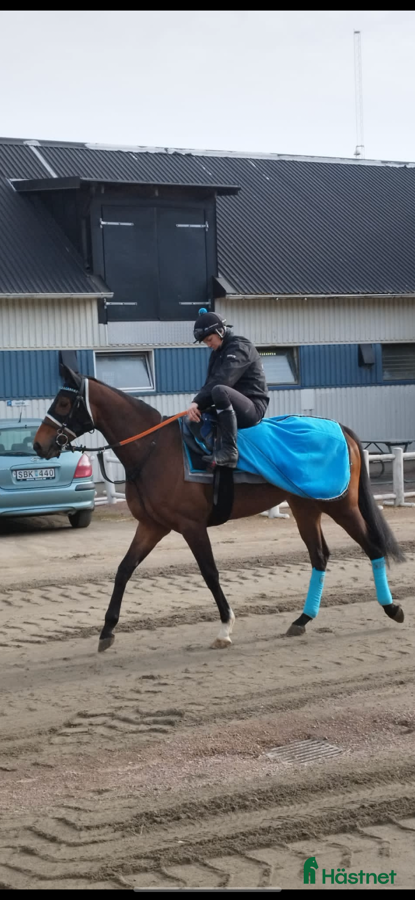  hästar Mitt hjärta söker sitt sista hem i Trelleborg - Annons 4